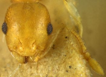 Media type: image; Entomology 21015   Aspect: head frontal view